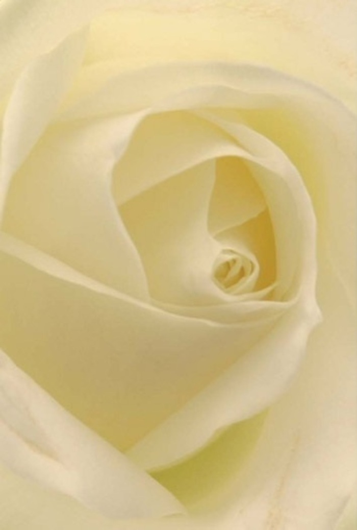 Seen up close, this luminous white rose offers a tranquil composition that radiates refinement-the soft blending of white and cream petals echoes the gentle light found filtering through Roehampton's garden windows. The layering is serene, each petal forming a gentle spiral toward the core, hinting at purity and inner resilience. The subtle gradations of shade and shadow summon a feeling of calm sophistication, the sort one might associate with an elegant wedding at Grove House or a heartfelt apology shared between friends on Roehampton Lane. The texture is both creamy and matte, inviting a tactile imagination of petals brushing softly against skin, releasing a fresh, mild fragrance. As an experienced florist in Roehampton, I recognize the careful artistry behind this arrangement; every detail reflects commitment to emotional resonance, whether for a centerpiece, a sympathy bouquet, or a gesture of admiration. Delivered locally, this classic rose captures more than visual beauty-it embodies the skill and sensitivity of Roehampton's finest florists, ensuring every bouquet carries meaning and comfort throughout the community.